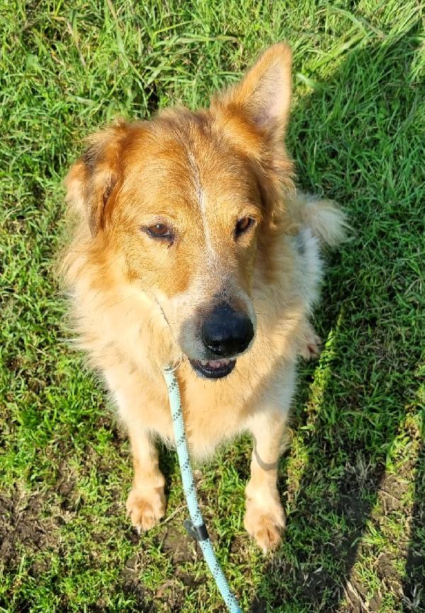 LANA BELLISSIMA PASTORE TEDESCO Foto 3